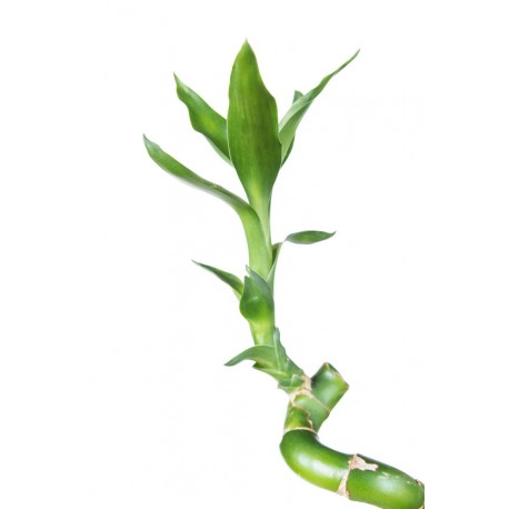 sticker mural bambou