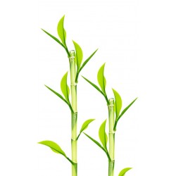 sticker muraux bambou