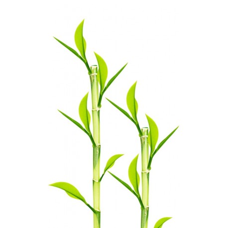 sticker muraux bambou