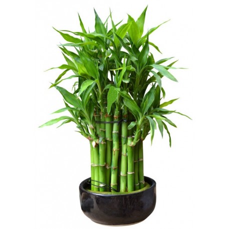 sticker salle de bain bambou