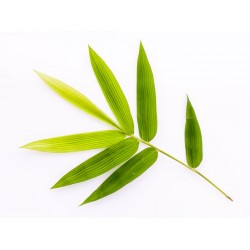 stickers bambou geant