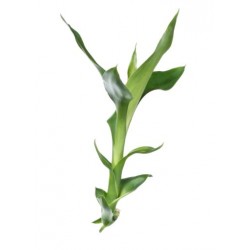 stickers bambou mural