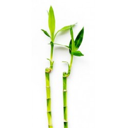 stickers mural bambou