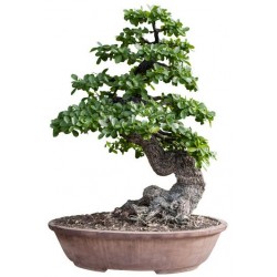 autocollant bonsai mural