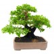 autocollant bonsai mural geant