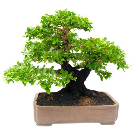 autocollant bonsai mural geant