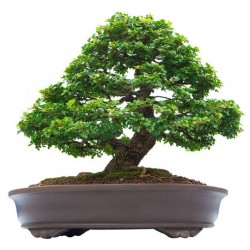 autocollant bonsai mural petit