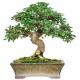 autocollant bonsai muraux