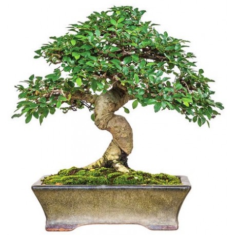 autocollant bonsai muraux