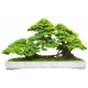 autocollant bonsai muraux deco