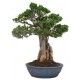 autocollant mural bonsai deco