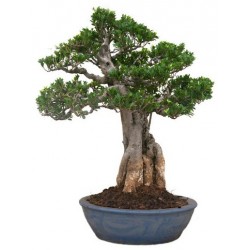 autocollant mural bonsai deco