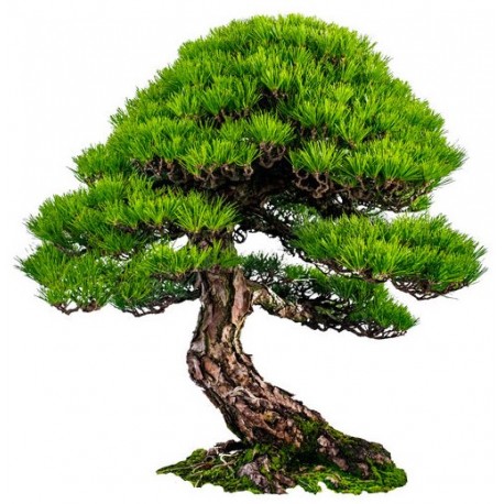 autocollant mural bonsai decoratif