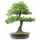 autocollant mural deco bonsai