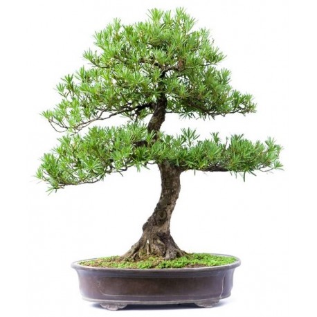 autocollant mural deco bonsai