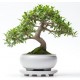 autocollant muraux bonsai