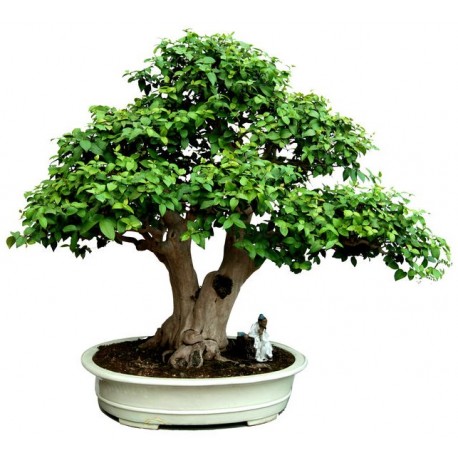 autocollants bonsai mural