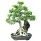 autocollants bonsai mural geant