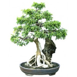 autocollants bonsai mural geant