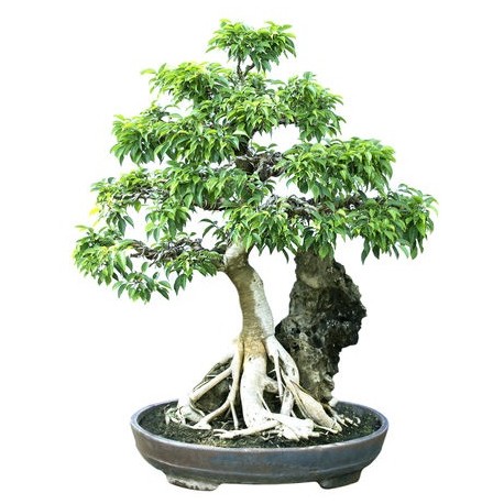 autocollants bonsai mural geant