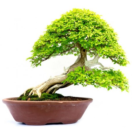 autocollants bonsai mural pas cher