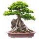 autocollants bonsai muraux deco
