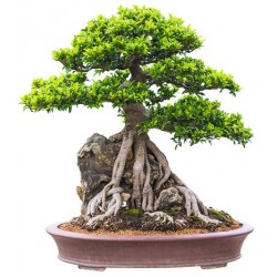 autocollants bonsai muraux deco
