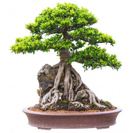 autocollants bonsai muraux deco