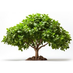 autocollants mural bonsai deco