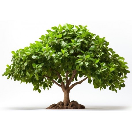 autocollants mural bonsai deco