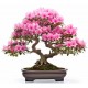autocollants muraux bonsai