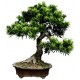 bonsai autocollant muraux