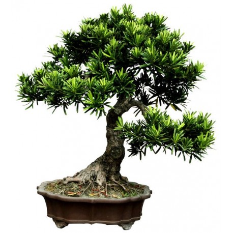 bonsai autocollant muraux
