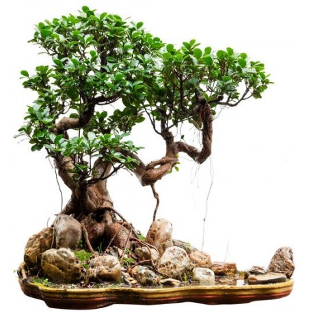 bonsai autocollants mural