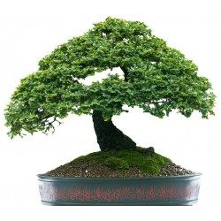 bonsai sticker mural