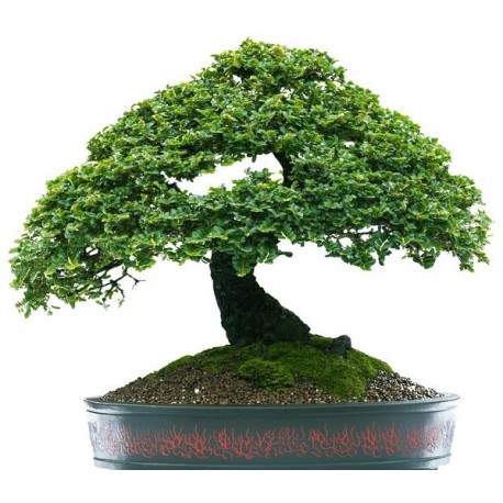 bonsai sticker mural