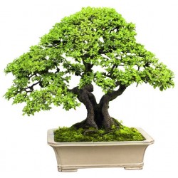 bonsai sticker mural geant