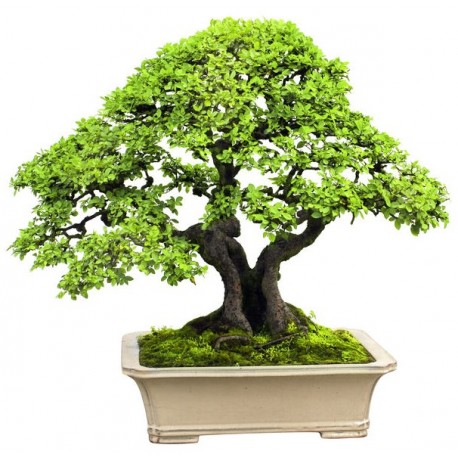 bonsai sticker mural geant