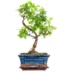 bonsai stickers mural