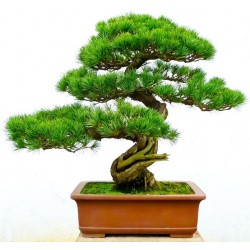 sticker bonsai mural geant