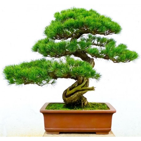 sticker bonsai mural geant