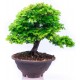 sticker bonsai muraux deco