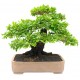 sticker bonsai muraux decoration
