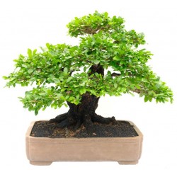 sticker bonsai muraux decoration