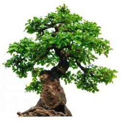 sticker mural bonsai