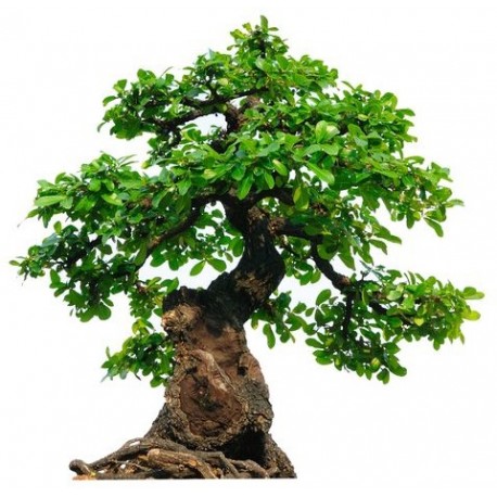 sticker mural bonsai