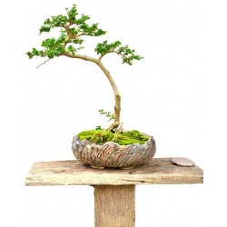 sticker mural bonsai decoratif