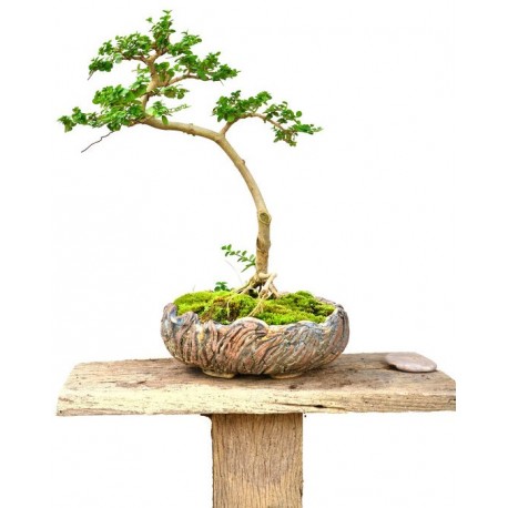 sticker mural bonsai decoratif