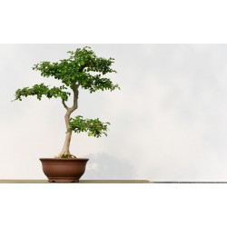 sticker mural bonsai design