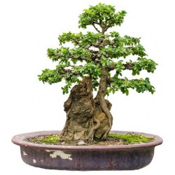 sticker mural bonsai pas cher